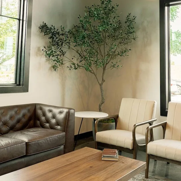The leather sofa and olive tree in the corner of the room