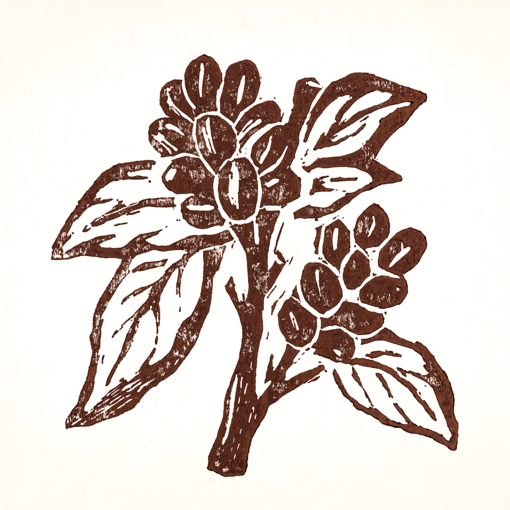 Woodcut of a coffee branch in fruit