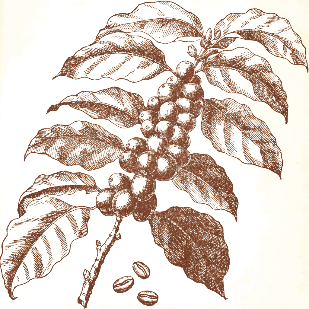 Engraving of a coffee branch heavy with cherries