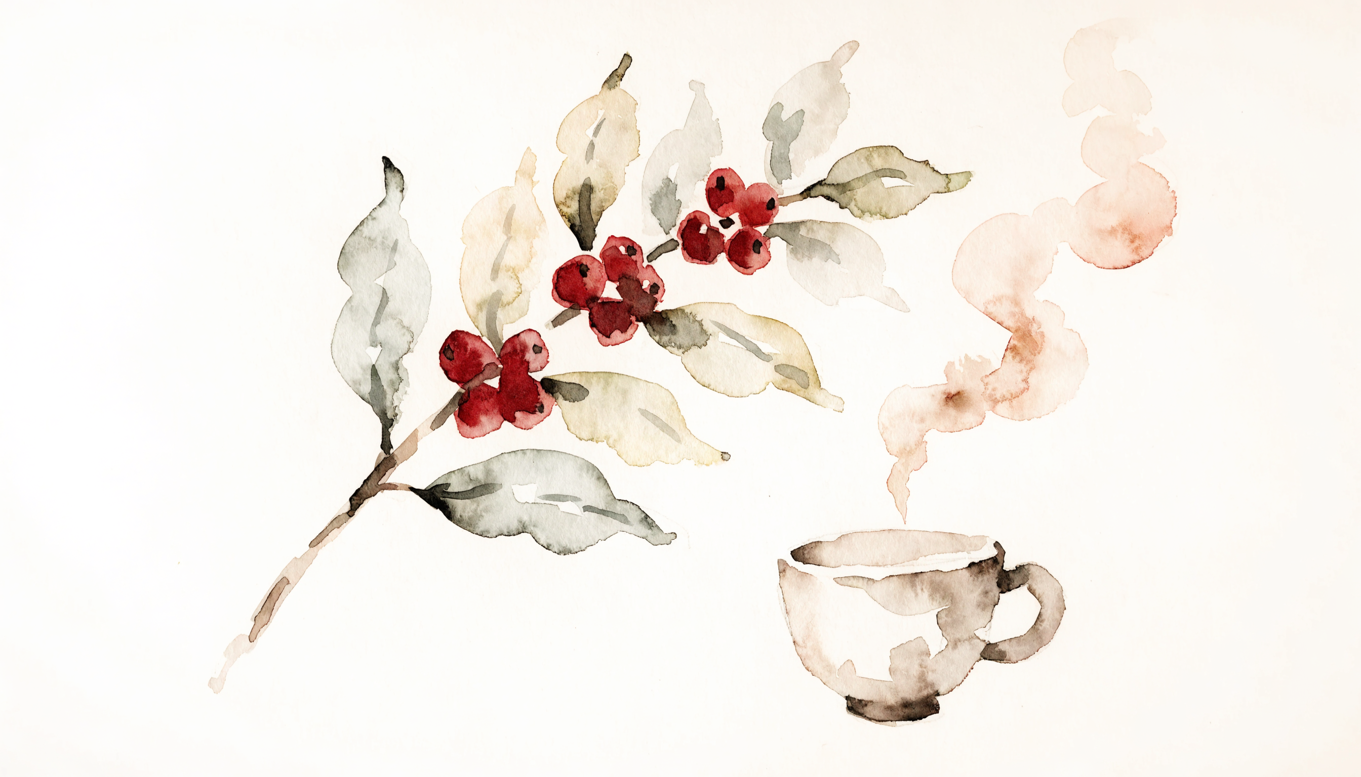 Loose watercolor painting of a coffee branch with red cherries beside a steaming cup